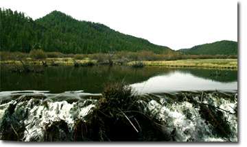 Greer Arizona - Bed and Breakfast Views